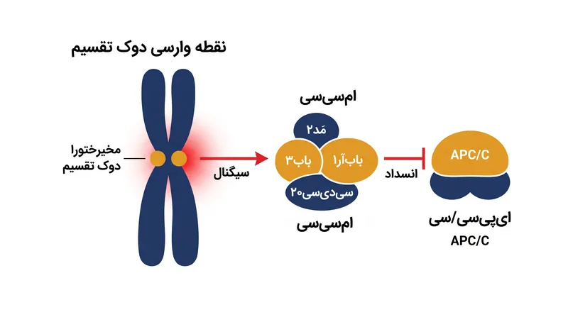 کینه‌توکورهای متصل‌نشده، تشکیل کمپلکس وارسی میتوزی (MCC) را کاتالیز می‌کنند که کمپلکس پیش‌برنده آنافاز را مهار می‌کند.
