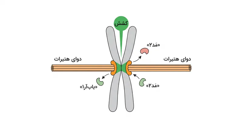 کشش مکانیکی ناشی از میکروتوبول‌های دارای جهت‌گیری دوگانه، به‌طور فیزیکی کینه‌توکور را تغییر داده و تولید MCC را متوقف می‌کند.