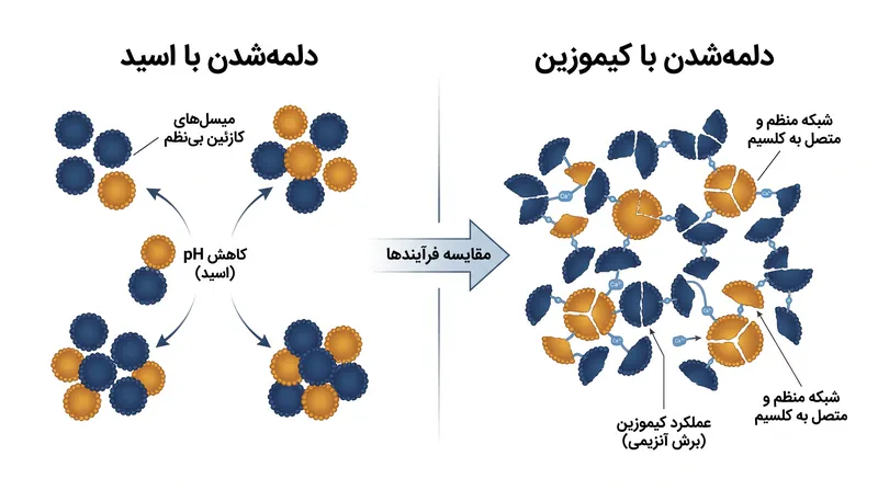 دلمه‌شدن با اسید باعث می‌شود میسل‌ها به‌طور تصادفی به هم برخورد کنند، در حالی که کیموزین یک شبکه منظم و کشدار می‌سازد.