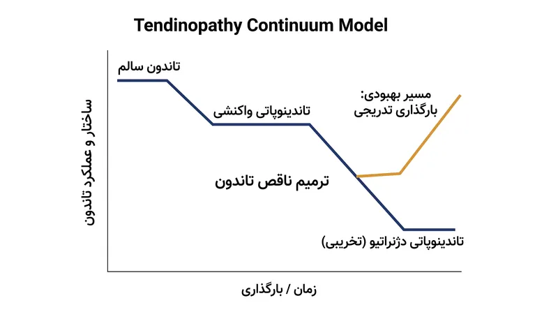 مدل پیوستار آسیب‌شناسی تاندون حکم می‌کند که توانبخشی باید با وضعیت ساختاری خاص بافت مطابقت داشته باشد.
