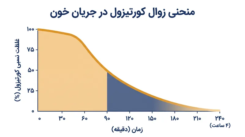 نیمه‌عمر ۶۰ تا ۱۲۰ دقیقه‌ای کورتیزول به این معناست که پاکسازی کامل یک جهش استرس‌زا بین سه تا شش ساعت زمان می‌برد.
