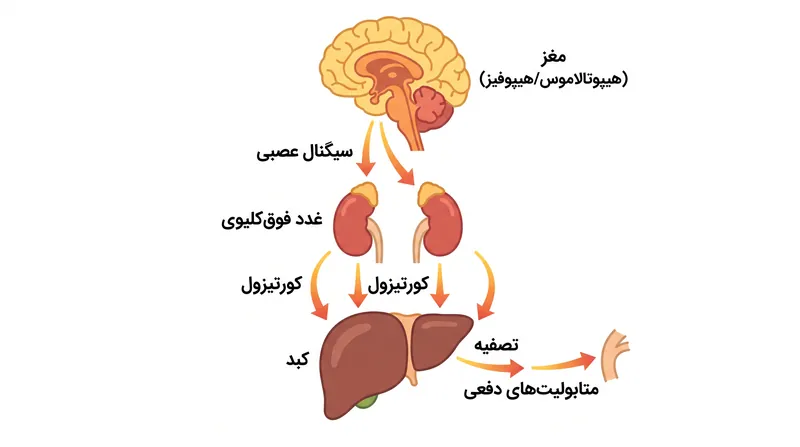 کبد به عنوان گلوگاه اصلی متابولیک عمل می‌کند و کورتیزول فعال را برای دفع به ترکیبات محلول در آب تبدیل می‌کند.