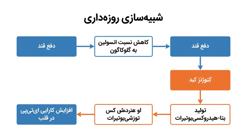 کمبود کالری، کبد را مجبور به تولید اجسام کتونی می‌کند که یک منبع سوخت بسیار کارآمد برای قلب فراهم می‌آورد.