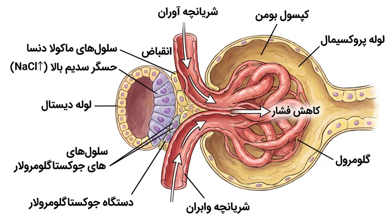 افزایش رسیدن سدیم به ماکولا دنسا باعث انقباض رگ ورودی می‌شود و از کلیه در برابر فشار بالا محافظت می‌کند.