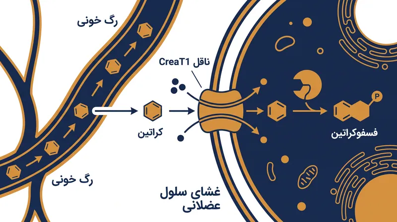 ناقل CreaT1 کراتین را به درون سلول عضلانی می‌کشد، جایی که برای بازسازی سریع ATP در طول تمرین به فسفوکراتین تبدیل می‌شود.