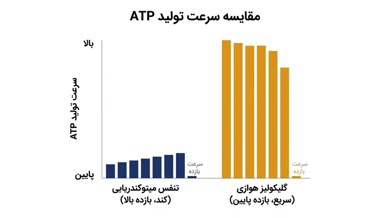 اگرچه گلیکولیز ATP کمتری به ازای هر مولکول گلوکز تولید می‌کند، اما سرعت بالای آن در زمان فراوانی گلوکز می‌تواند از تنفس میتوکندریایی پیشی بگیرد.