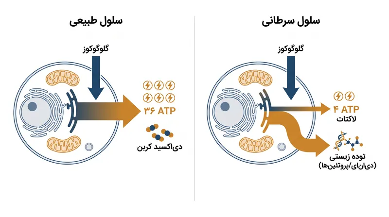 معامله ۳۶ به ۴ در تولید ATP به سلول‌های سرطانی اجازه می‌دهد تا اسکلت‌های کربنی لازم برای ساخت سلول‌های جدید را حفظ کنند.