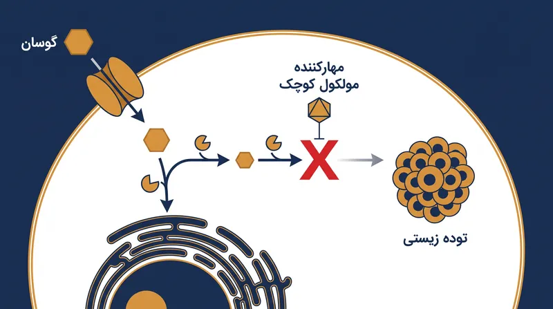 سرطان‌شناسی متابولیک مدرن بر توسعه داروهایی تمرکز دارد که آنزیم‌های خاص مورد استفاده سرطان برای انحراف گلوکز به سمت تولید توده زیستی را مسدود می‌کنند.