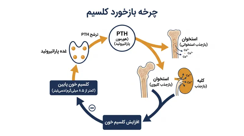هورمون پاراتیروئید (PTH) به سرعت روی استخوان‌ها و کلیه‌ها عمل می‌کند تا سطح کلسیم خون را بازیابی کند.