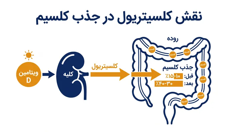 ویتامین D فعال (کلسیتریول) برای کشیدن کلسیم غذایی از طریق دیواره روده ضروری است.