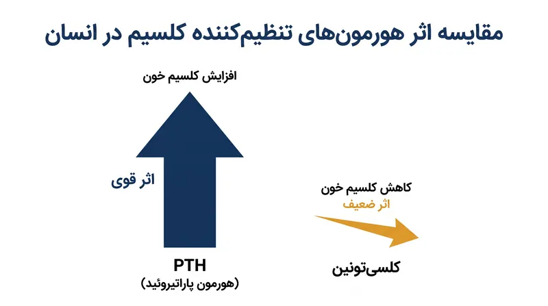اگرچه کلسی‌تونین می‌تواند کلسیم خون را کاهش دهد، اما اثر فیزیولوژیک آن در انسان‌های بالغ در مقایسه با نیروی افزایشی قدرتمند PTH ناچیز است.