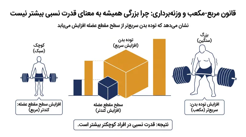 از آنجا که سطح مقطع عضله به صورت خطی با توده بدنی افزایش نمی‌یابد، یک نسبت ساده وزن بدن به طور ناعادلانه‌ای به نفع وزنه‌برداران سبک‌تر است.