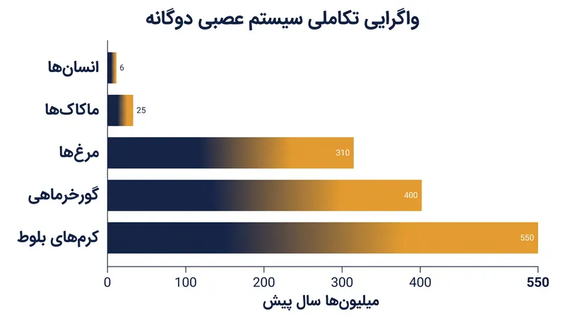 ساختار مغز با منشأ دوگانه، یک طرح تکاملی مشترک در میان گونه‌های متعدد است که قدمت آن به ۵۵۰ میلیون سال پیش بازمی‌گردد.