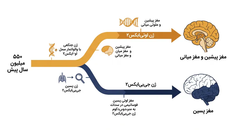 مغز پیشین و مغز پسین از سلول‌های پیش‌ساز کاملاً متمایزی سرچشمه می‌گیرند که با ژن‌های متفاوتی مشخص می‌شوند.