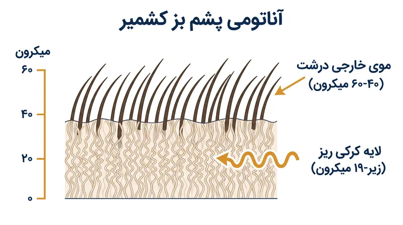 بز کشمیر دو لایه پوشش مجزا تولید می‌کند و تنها لایه زیرین و لطیف آن شایسته این برچسب لوکس است.