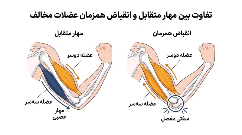 برخلاف مهار متقابل، انقباض همزمان، هم عضله موافق و هم عضله مخالف را فعال می‌کند تا یک تکیه‌گاه پویا ایجاد کند.