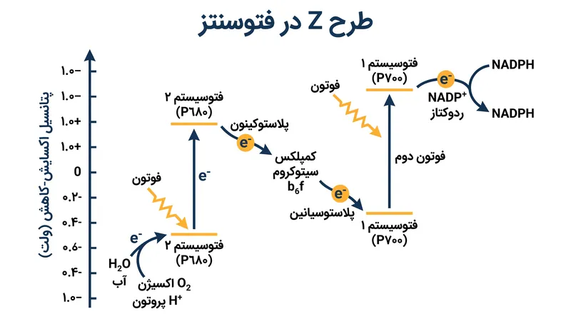 طرح Z سفر انرژی یک الکترون را در حالی که توسط دو فوتون جداگانه برانگیخته می‌شود، ترسیم می‌کند.