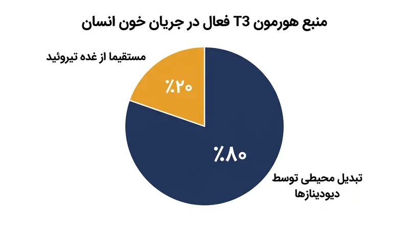 اکثریت قریب به اتفاق هورمون فعال تیروئید در گردش، در خارج از غده تیروئید تولید می‌شود.
