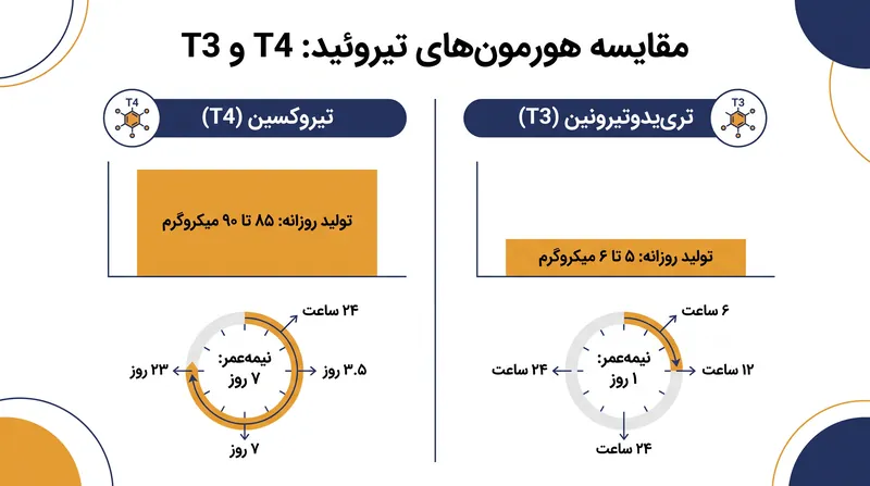 غده تیروئید در درجه اول پیش‌هورمون پایدار و غیرفعال T4 را ترشح می‌کند.