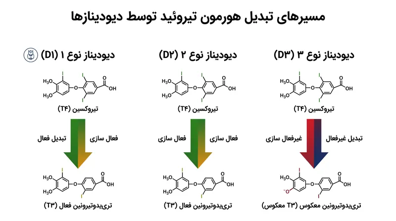 آنزیم‌های دیودیناز به عنوان قیچی‌های مولکولی عمل می‌کنند و پیش‌هورمون را فعال یا غیرفعال می‌کنند.