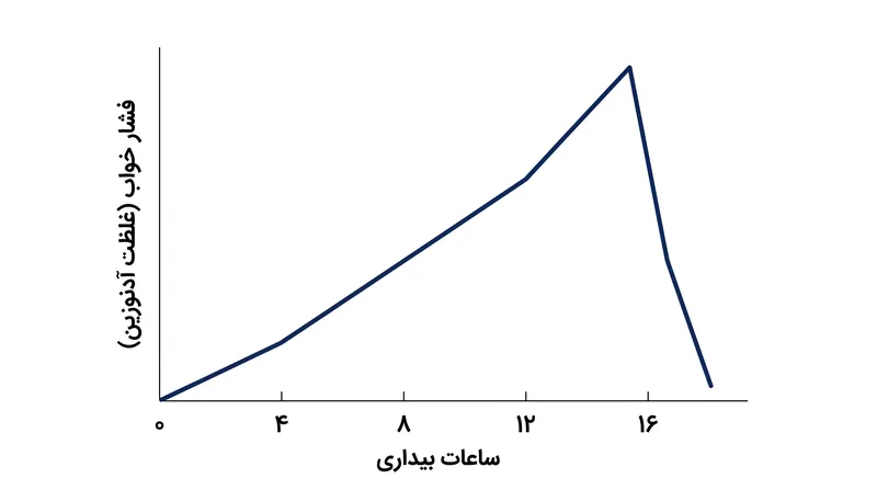 آدنوزین به طور پیوسته در ساعات بیداری انباشته می‌شود و «فشار خواب» لازم برای شروع انتقال را ایجاد می‌کند.