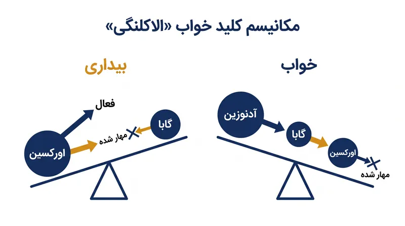 مهار متقابل بین شبکه بیداری و مرکز خواب تضمین می‌کند که مغز در یک وضعیت میانی باقی نماند.