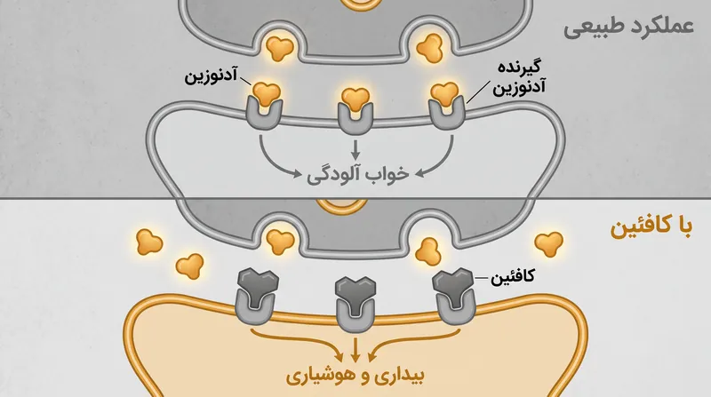 کافئین با مسدود کردن فیزیکی گیرنده‌های آدنوزین، از ثبت فشار خواب توسط مغز جلوگیری می‌کند.