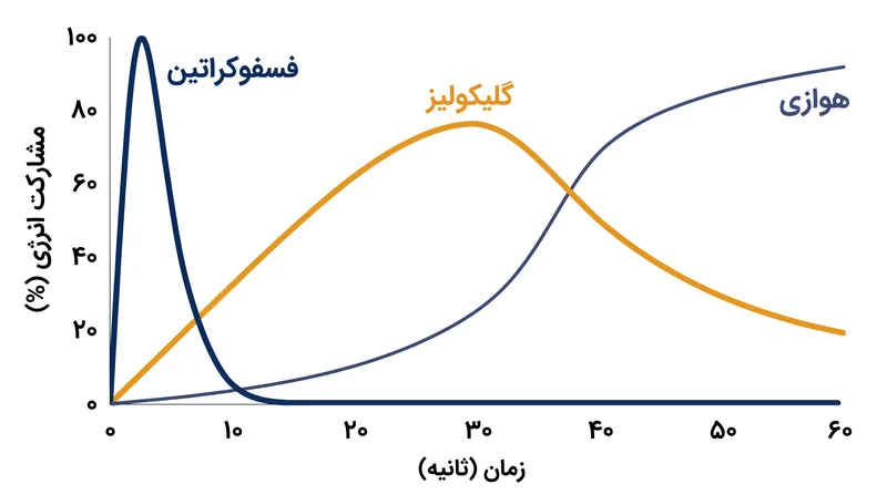 سیستم فسفوکراتین در ۱۰ ثانیه اول فعالیت شدید غالب است و پس از آن گلیکولیز وارد عمل می‌شود.