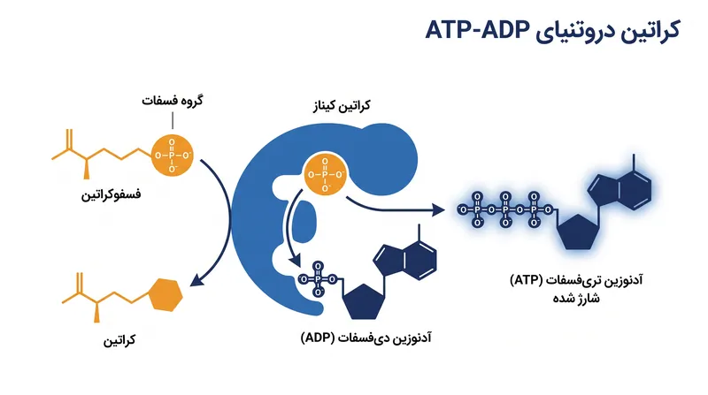 کراتین کیناز انتقال یک گروه فسفات را برای شارژ مجدد ADP به ATP کاتالیز می‌کند.
