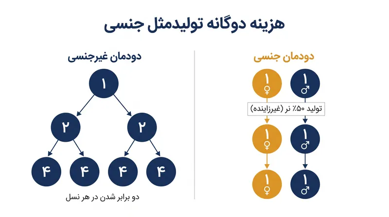 جریمه جمعیتی: جمعیت‌های غیرجنسی دو برابر سریع‌تر از جمعیت‌های جنسی رشد می‌کنند، زیرا هر فرد می‌تواند زادآوری کند.