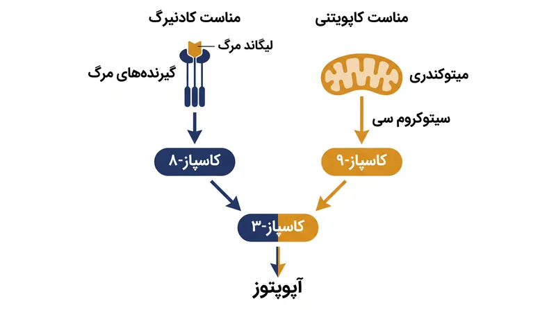 مسیرهای بیرونی و درونی به محرک‌های متفاوتی متکی هستند اما به آنزیم‌های مجری یکسانی ختم می‌شوند.