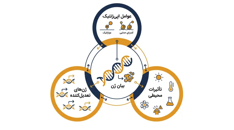 پیشینه ژنتیکی منحصربه‌فرد یک فرد، عوامل اپی‌ژنتیک و محیط، همگی در تعامل با یکدیگر تعیین می‌کنند که یک ژن در نهایت چگونه بیان شود.