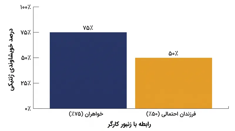 به دلیل سیستم هاپلو دیپلوئیدی، زنبورهای کارگر ماده ژن‌های مشترک بیشتری با خواهران خود نسبت به فرزندان احتمالی‌شان دارند، که از نظر ریاضی همکاری عقیم‌مانده آن‌ها را توجیه می‌کند.