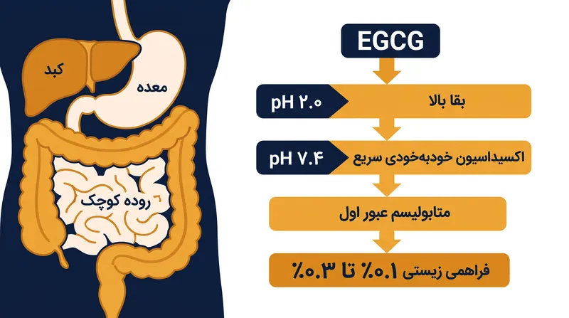 ساختار پیشنهادی، قدرت را میان بنیان‌گذاران، یک تراست مستقل و نیروی کار تقسیم می‌کند.