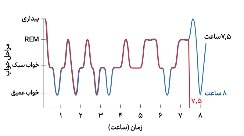 خوابیدن به مدت دقیقاً ۷٫۵ ساعت از به صدا درآمدن زنگ ساعت در طول خواب عمیق NREM جلوگیری می‌کند.