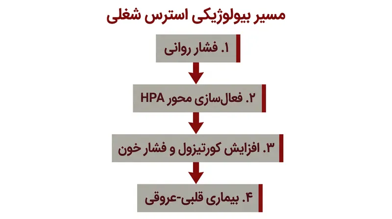 چگونه سرخوردگی روانی به اختلال در سیستم عصبی خودکار و آسیب شریانی تبدیل می‌شود.