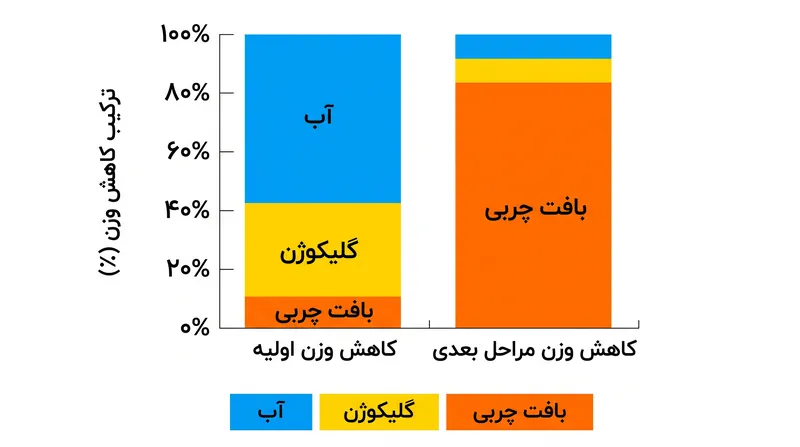 کاهش وزن اولیه به انرژی کمتری در هر کیلوگرم نیاز دارد زیرا به جای بافت متراکم چربی، عمدتاً از آب و گلیکوژن تشکیل شده است.
