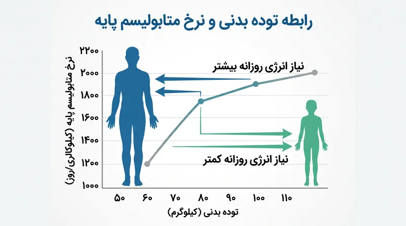 با کاهش توده بدنی، بدن برای حفظ خود به کیلوکالری کمتری نیاز دارد که این امر کمبود انرژی مؤثر را کاهش می‌دهد.