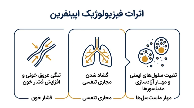 اپی‌نفرین با ایجاد انقباض عروقی، باز کردن مجاری تنفسی و توقف آزادسازی هیستامین، آنافیلاکسی را مهار می‌کند.