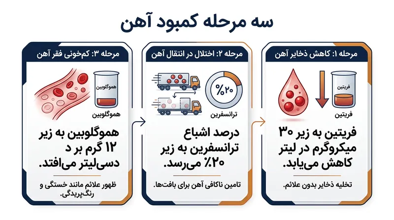 مراحل تخلیه تدریجی ذخایر آهن در بدن نشان می‌دهد هموگلوبین آخرین شاخصی است که افت می‌کند.