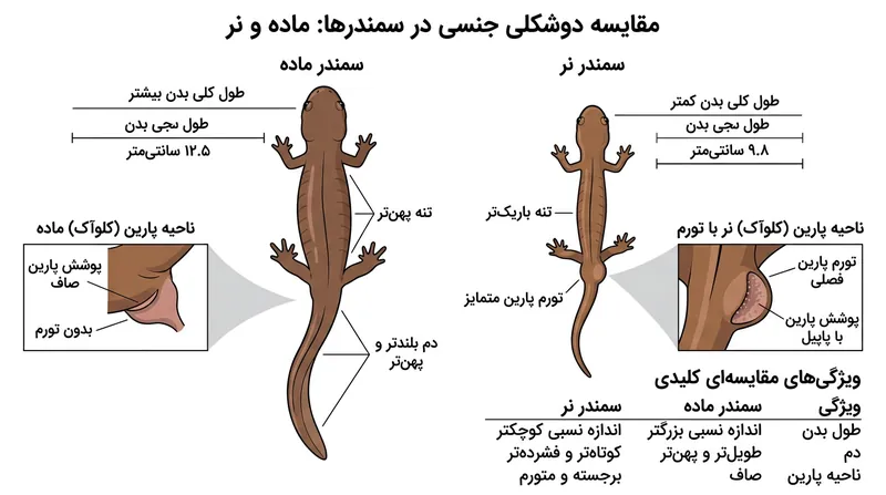دوشکلی جنسی در سمندر لرستانی؛ ماده‌ها جثه بزرگتری دارند، در حالی که نرها دارای برآمدگی کلواک هستند.