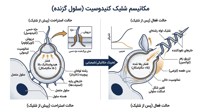 یک سلول کنیدوسیت با تحریک ناشی از فشار مکانیکی یا شوک شیمیایی، نیزه زهرآگین خود را در کسری از میلی‌ثانیه پرتاب می‌کند.