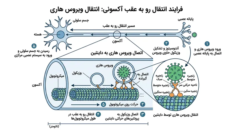 ویروس هاری با مهار پروتئین‌های حرکتی داینئین، درون آکسون عصب حرکت کرده و کاملاً از نظارت ایمنی پنهان می‌ماند.