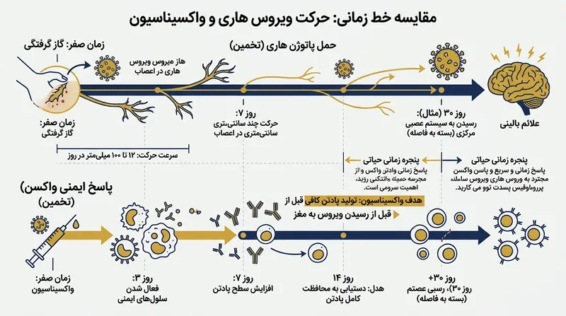 فرصت طلایی ایمنی‌بخشی بر مبنای پیشی گرفتن سرعت اثر واکسن از حرکت آهسته فیزیکی ویروس تعریف می‌شود.