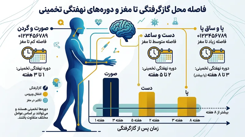 فاصله فیزیکی نقطه گزش تا بافت مغز، تعیین‌کننده اصلی درازای دوره نهفتگی بیماری است.