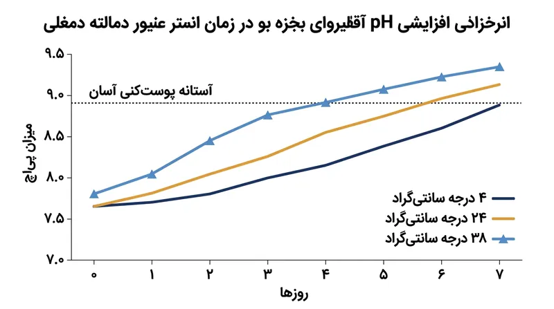 نگهداری در دمای گرم‌تر خروج دی‌اکسید کربن را تسریع کرده و سفیده را سریع‌تر به مرز پی‌اچ ۸.۹ می‌رساند.