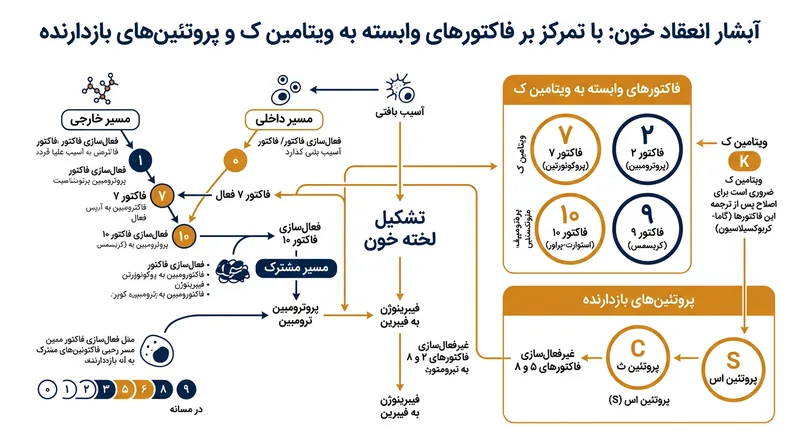 وارفارین خط تولید فاکتورهای لخته‌ساز و ضدانعقادهای طبیعی را در کبد به‌طور هم‌زمان متوقف می‌سازد.