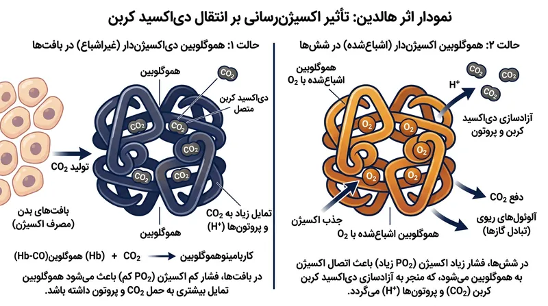 اثر هالدین: با اشباع کامل هموگلوبین از اکسیژن، توانایی شیمیایی آن برای حمل دی‌اکسید کربن از بین می‌رود.