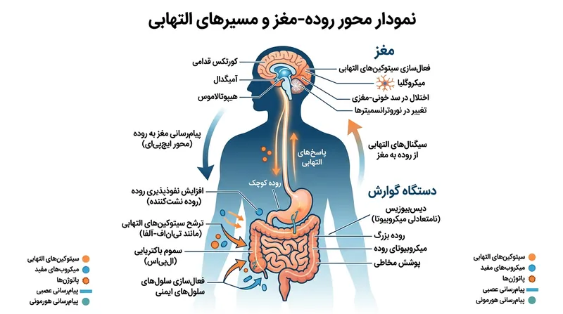 محور روده-مغز؛ چگونه التهاب سیستم گوارش می‌تواند سیگنال‌های عصبی را مختل کرده و منجر به افسردگی شود.