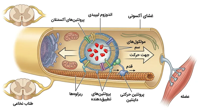 سم کزاز درون اندوزوم‌های پیام‌رسان بسته‌بندی شده و توسط پروتئین‌های موتوری داینئین در طول آکسون به عقب رانده می‌شود و سازوکار ترشحی محلی را کاملاً نادیده می‌گیرد.